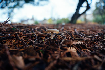 A small mushroom growing sticks and leaves