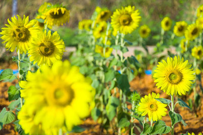 Close-up of yellow flowering plant on field