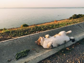 Cat lying on road by sea against sky