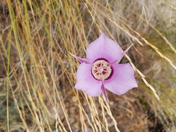 Close-up of pink flower
