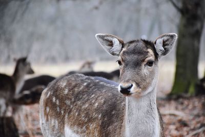 Close-up portrait of deer