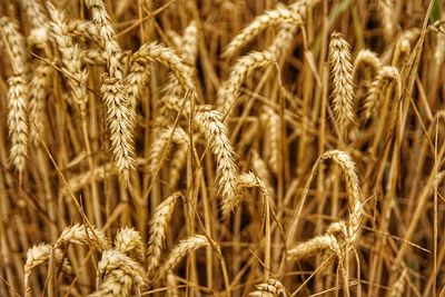 Close-up of wheat growing on field