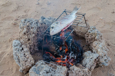 High angle view of fish grilled on bonfire in desert