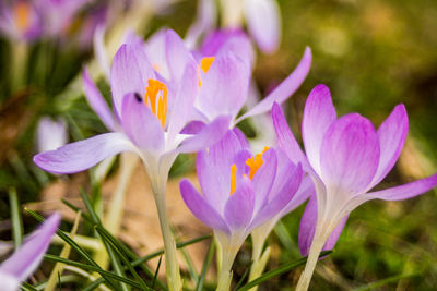 Close-up of purple crocus flowers growing on field