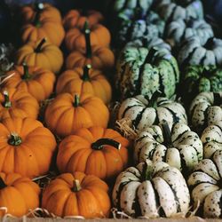 Close-up of pumpkins in autumn