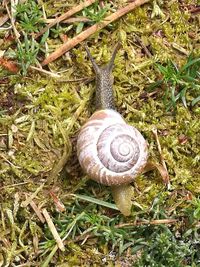 Close-up high angle view of snail on grass