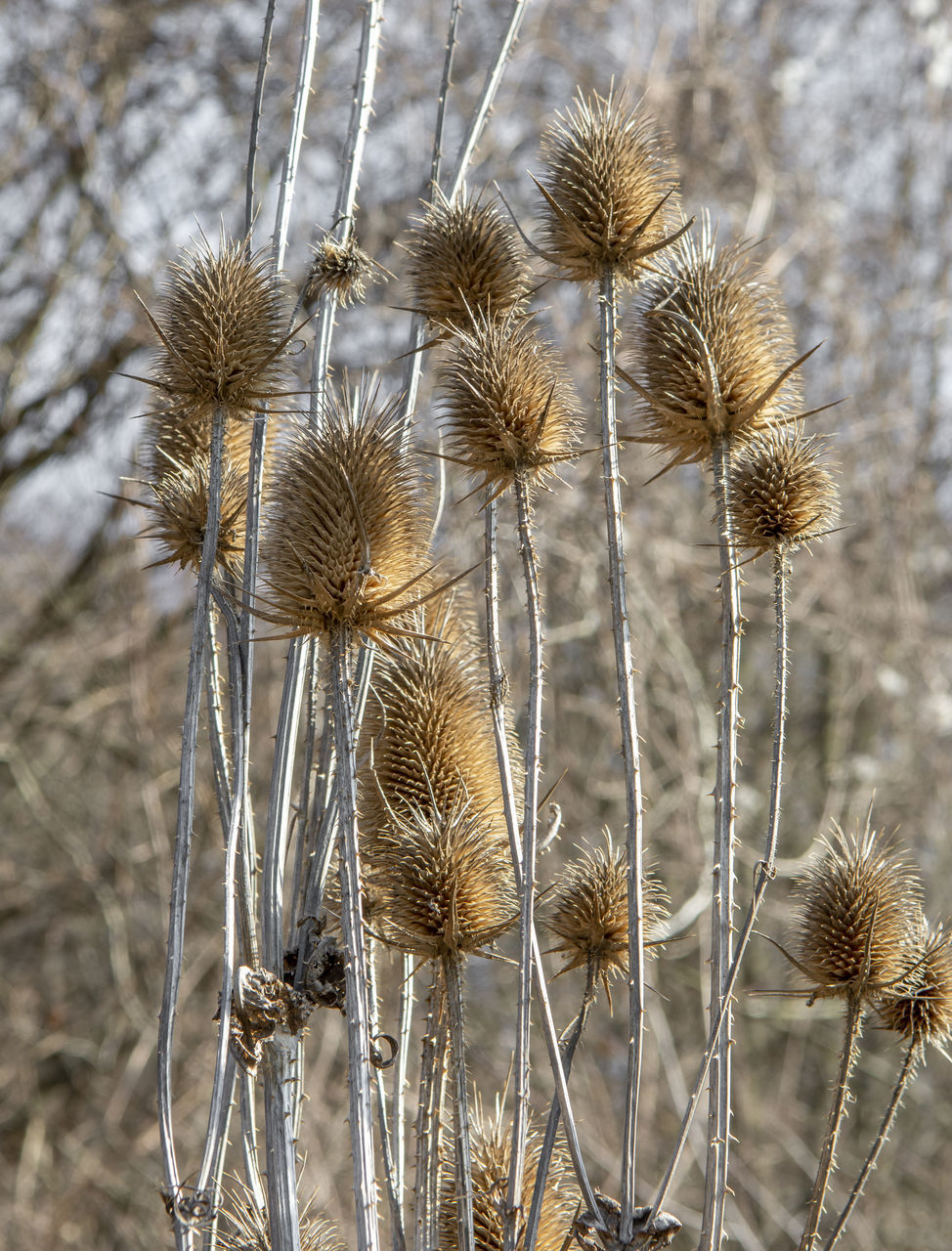 plant, nature, flower, beauty in nature, focus on foreground, no people, close-up, growth, dry, flowering plant, day, dried plant, fragility, thistle, thorns, spines, and prickles, land, tranquility, plant stem, prairie, freshness, outdoors, grass, seed, winter, frost, field, branch, desert, dead plant, wilted plant, macro photography, dandelion, wildflower