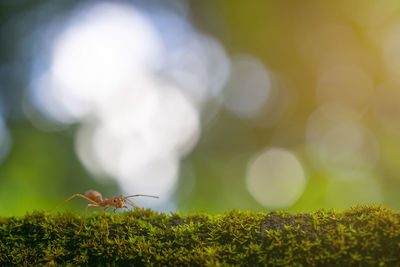 Close-up of insect on plant