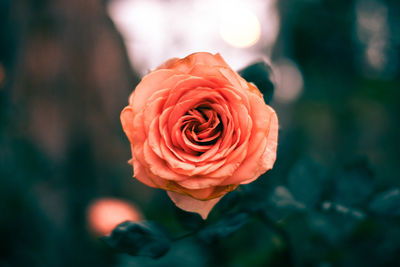 Close-up of rose blooming outdoors