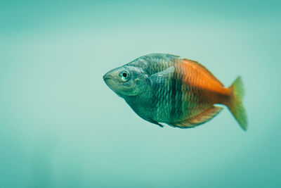 Close-up of fish swimming in sea