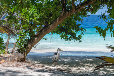 View of birds on beach