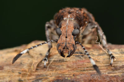 Close-up of insect