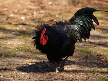 Close-up of rooster on field