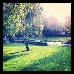 Trees in park