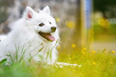 Close-up of white dog on field