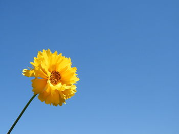 Close-up of yellow flower against blue sky