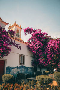 Pink flowering tree by building against sky