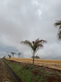 Tree on field against sky