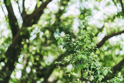 Low angle view of leaves on tree