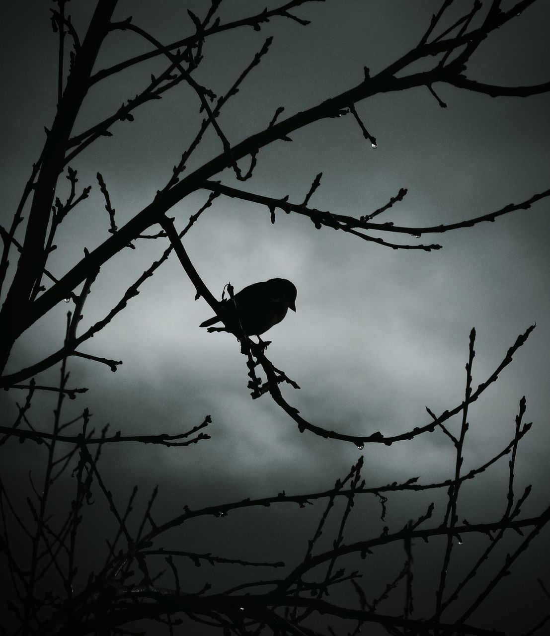 branch, bare tree, silhouette, tree, nature, sky, tranquility, low angle view, beauty in nature, sunset, twig, bird, dusk, scenics, outdoors, no people, tranquil scene, day, growth, cloud - sky