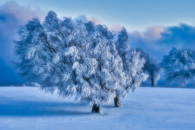 Frozen trees on field against sky during winter