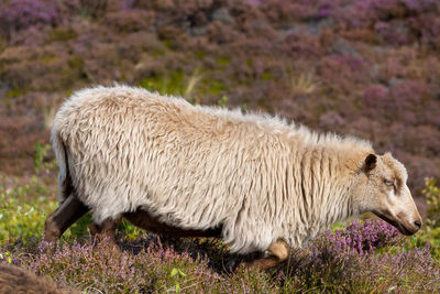 Sheep grazing in a heather field on the island sylt