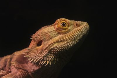 Close-up of a lizard