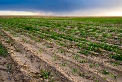 Scenic view of field against cloudy sky