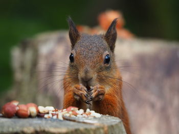 Feeding time for a  red squirrel