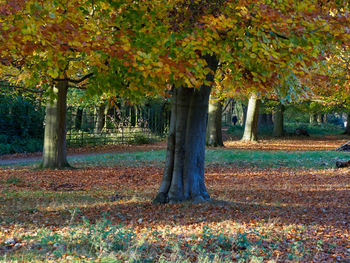 Trees on landscape during autumn