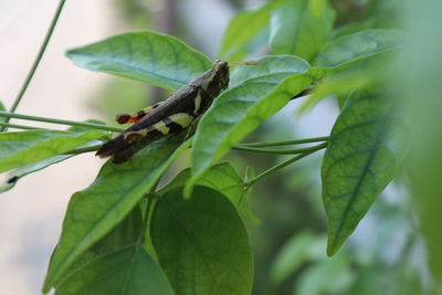 Close-up of insect on leaves