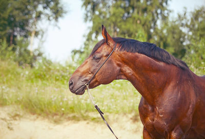 Brown horse standing on land