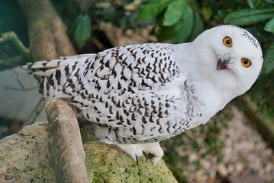 Close-up of white owl perching on tree