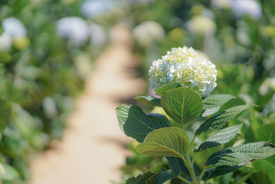 Close-up of flowering plant