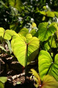 Close-up of plant