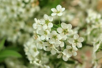 Close-up of white flowering plant