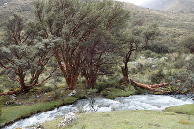 Scenic view of waterfall in forest