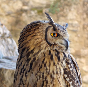 Close-up of owl