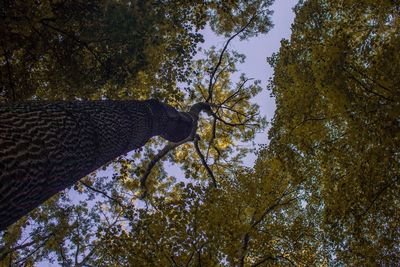 Low angle view of statue against trees in forest