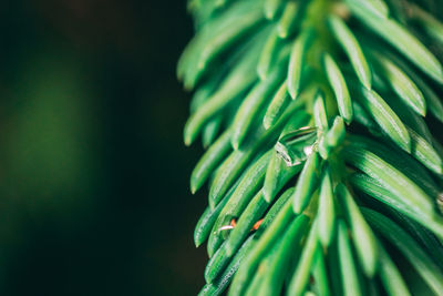 Close-up of wet pine tree