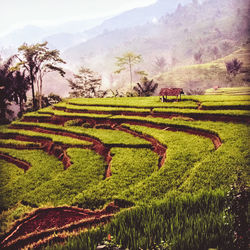 Scenic view of agricultural field