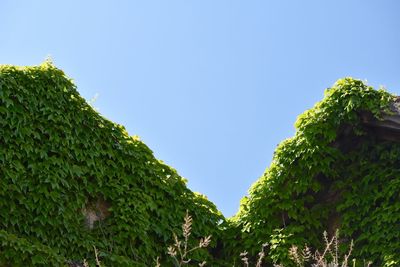 Low angle view of ivy covered house against clear sky