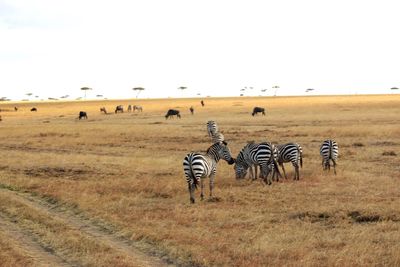 Massai mara reserve