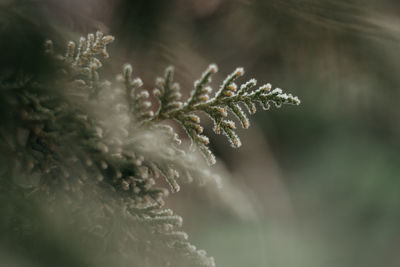 plant