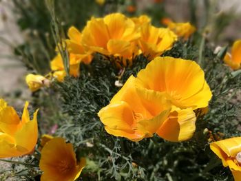 Close-up of yellow crocus flowers