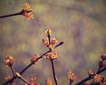 Close-up of cherry blossoms in spring