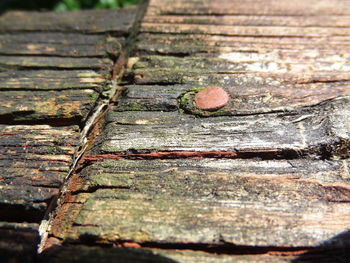 Close-up of wood