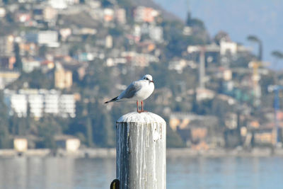 Seagull perching on wooden post