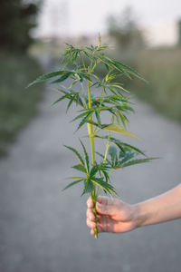 Cropped hand of person holding medical cannabis