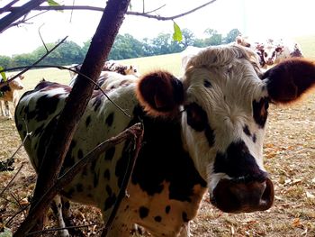 Portrait of cow on field